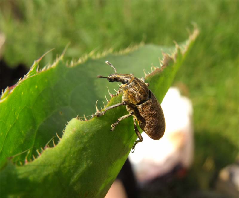 Curculionidae maremmano da ID